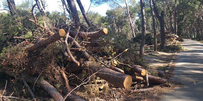VJEŠTAČENJE NA MARJANU 'Doznačavanje zaraženih stabala ne izvodi se sukladno Zakonu o šumama'