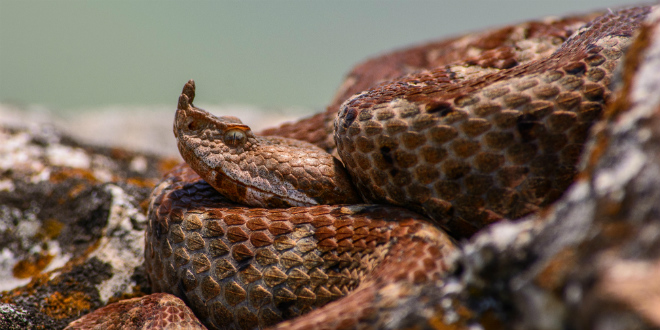 U Hrvatskoj je 15 vrsta zmija, ali samo su 3 otrovnice, znate li što je bolje ne učiniti ako vas ugrize