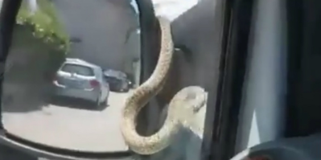 ONO KAD PARKIRAŠ ISPOD BOROVA Pogledajte kako se zmija 'provozala' na retrovizoru
