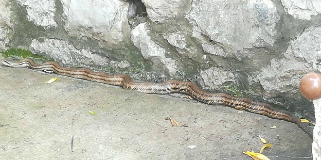 INTERVENCIJA VATROGASACA: Velika zmija prepala stanovnike Zatona