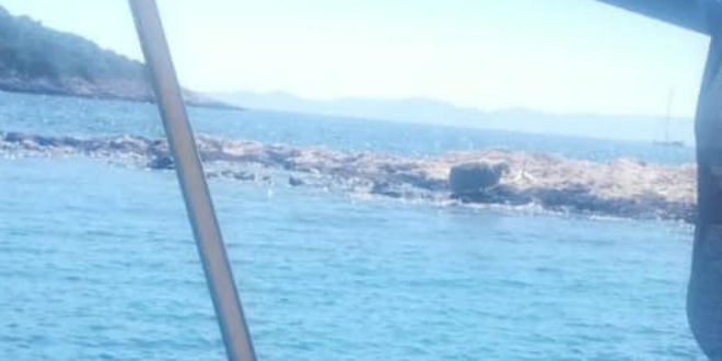 Na Paklenim otocima na vrućini ostavljena ovca bez hrane i vode