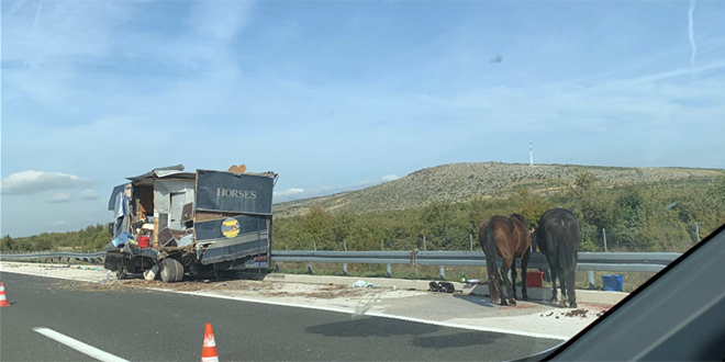 NEOBIČNA PROMETNA Konji završili na autocesti!
