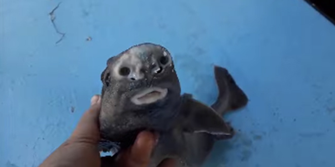 VIDEO Paški ribar ulovio neobičnog morskog psa