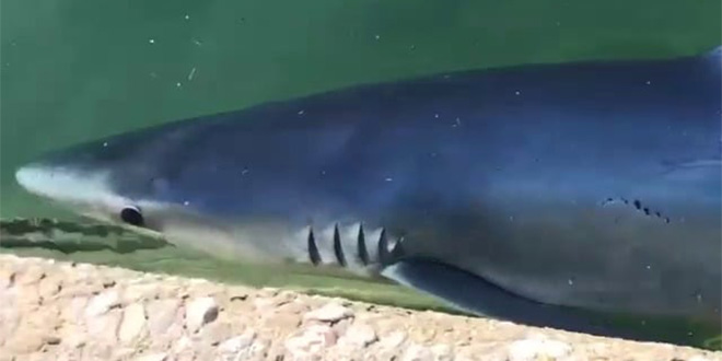 BLISKI SUSRET: Morski pas doplivao do obale na Jadranu
