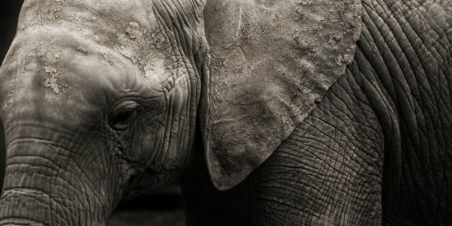 BOCVANA ZAPRIJETILA NJEMAČKOJ 'Deportirat ćemo vam 20.000 slonova'