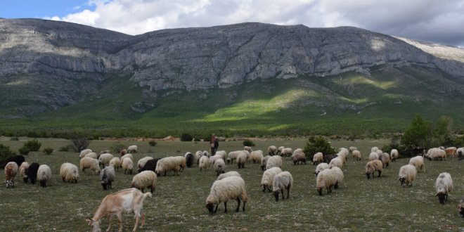 DINARA BACK TO LIFE Projekt za očuvanje planine dobio vizualni identitet