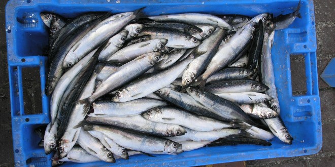 Hrvatski su ribari lani ulovili 63.796 tona ribe