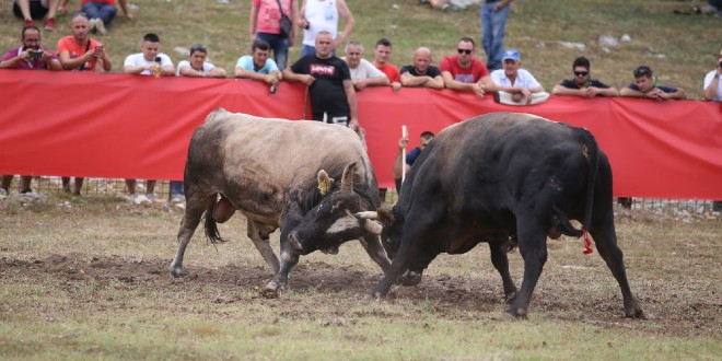 UŽAS NA BIKIJADI U RADOŠIĆU Bik se otrgnuo i ozlijedio muškarca