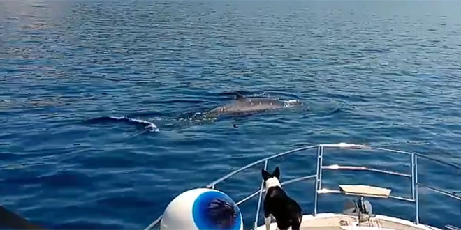 VIDEO Pogledajte bliski susret s kitovima kraj Šolte