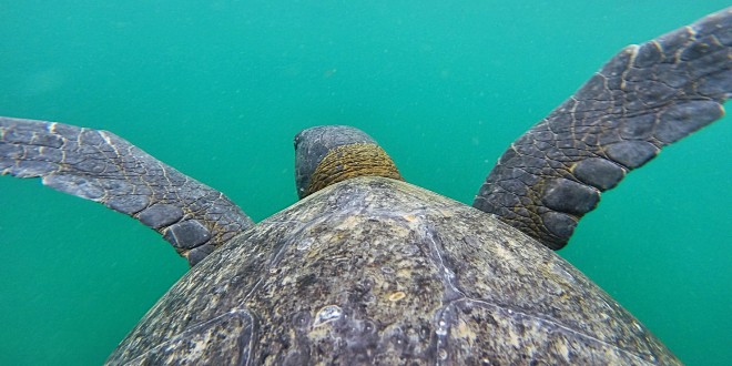 Prilov ugrožava opstanak morskih kornjača i drugih ugroženih vrsta