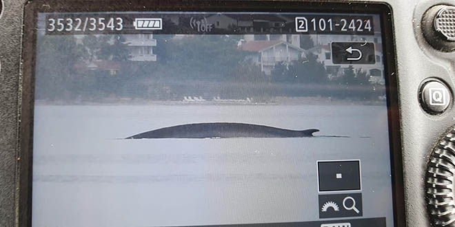 NAJVEĆI SISAVAC U JADRANU Pronašli 15-metarskog kita u Velebitskom kanalu 