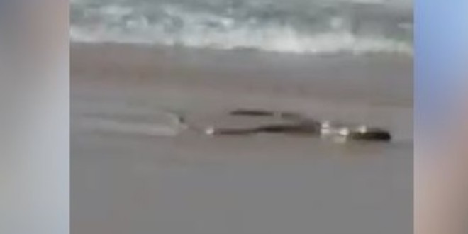 VIDEO: MEĐU KUPAČIMA U PLIĆAKU Dvometarska crna mamba odlučila zaplivati prsno