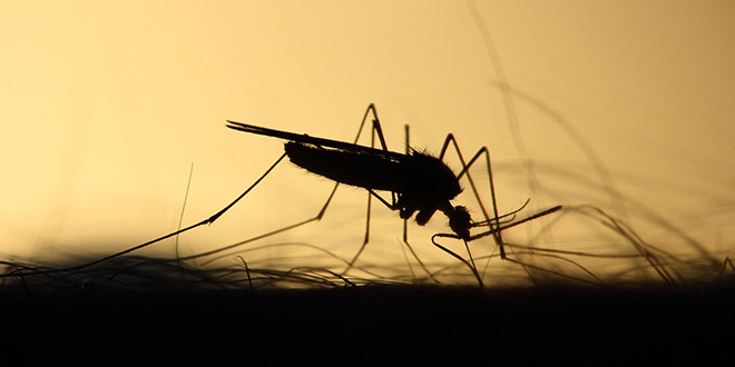 UPOZORENJE STRUČNJAKA 'Komarci bi nam mogli donijeti različite nove bolesti'