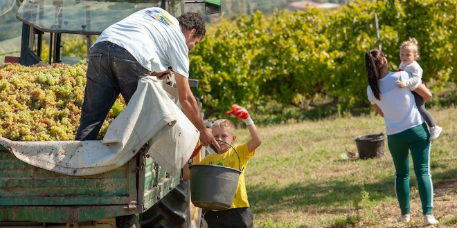 Berba u najvećem dalmatinskom vinogradu: Povedi obitelj i prijatelje, guštaj u prirodi i osvoji bocu vina s vlastitim imenom!