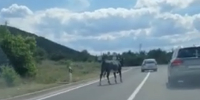 VIDEO Bik na cesti kod Dugopolja iznenadio vozače