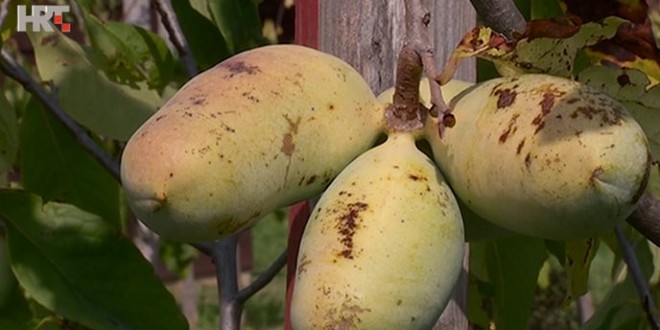 PAW-PAW Azijsku i afričku uskoro bi u Hrvatskoj mogla istisnuti indijanska banana