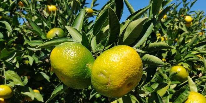  Nikad teža godina za neretvansku mandarinu, pronađeni pesticidi
