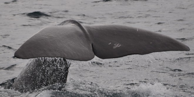 TUŽNI PRIZORI Kitovi se masovno nasukavaju na obale Tasmanije
