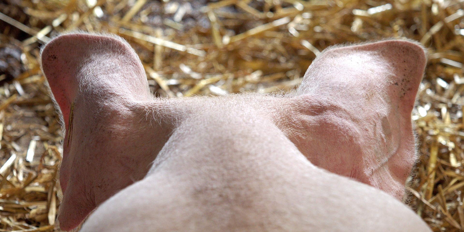 Vlada osigurala novac za nabavku svinjskih polovica