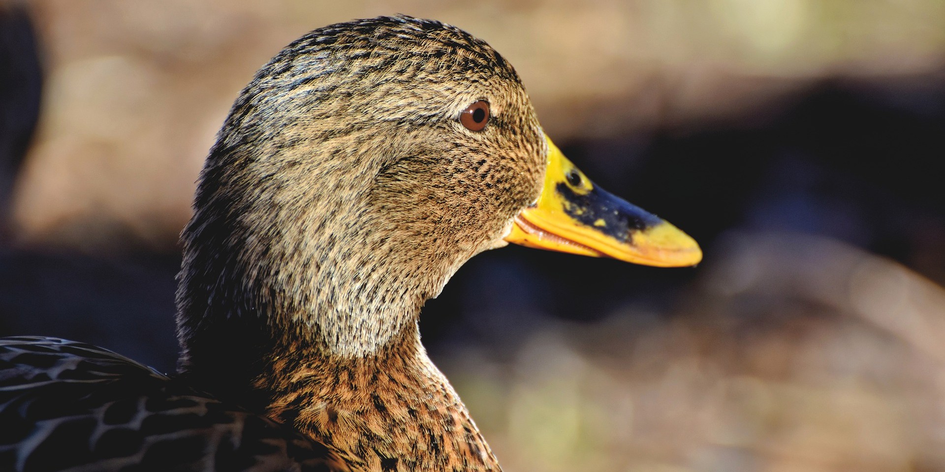 TUGA U KOMIŽI Uginuo je patak Mirko