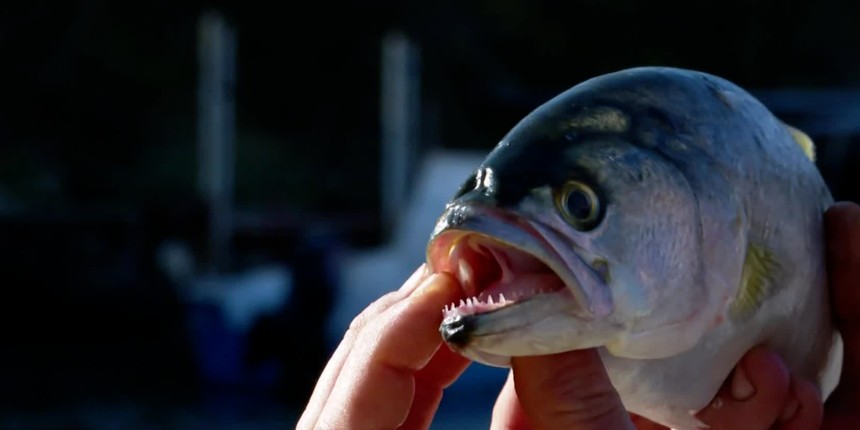 UGROŽEN JADRANSKI EKOSUSTAV Prevladala agresivna riba koja doslovce komada orade, brancine i ciple