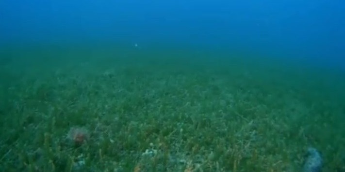 VIDEO: PONOVNO SE POJAVILA Opasna alga Caulerpa cylindracea pronađena na dubini od 14 metara