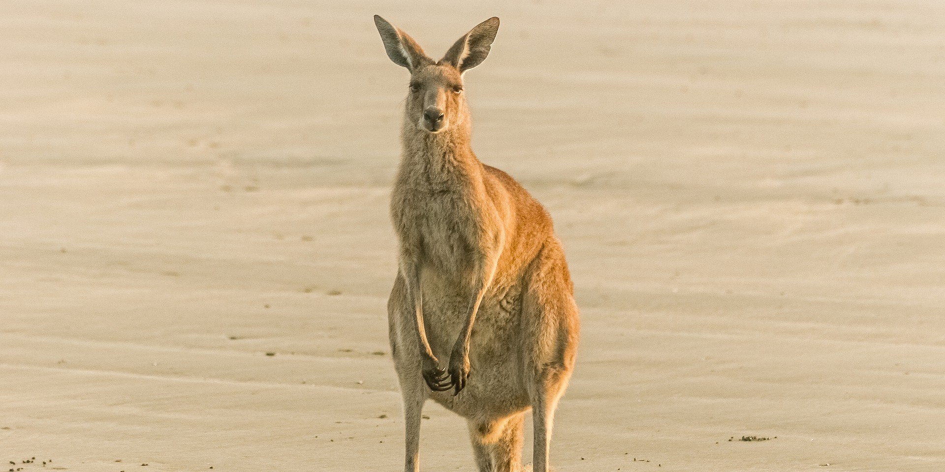 VIDEO Ova životinja očito je najveća opasnost u Australiji