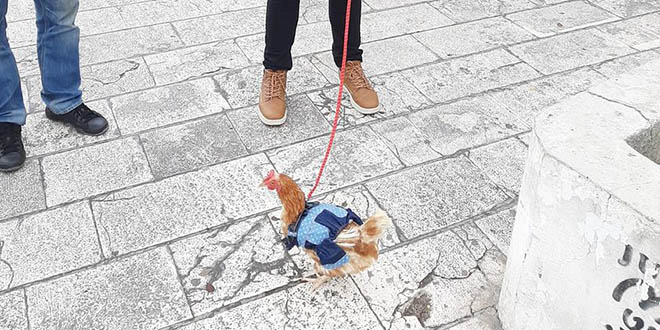 SAMO U SPLITU Prošetao kokoš na uzici