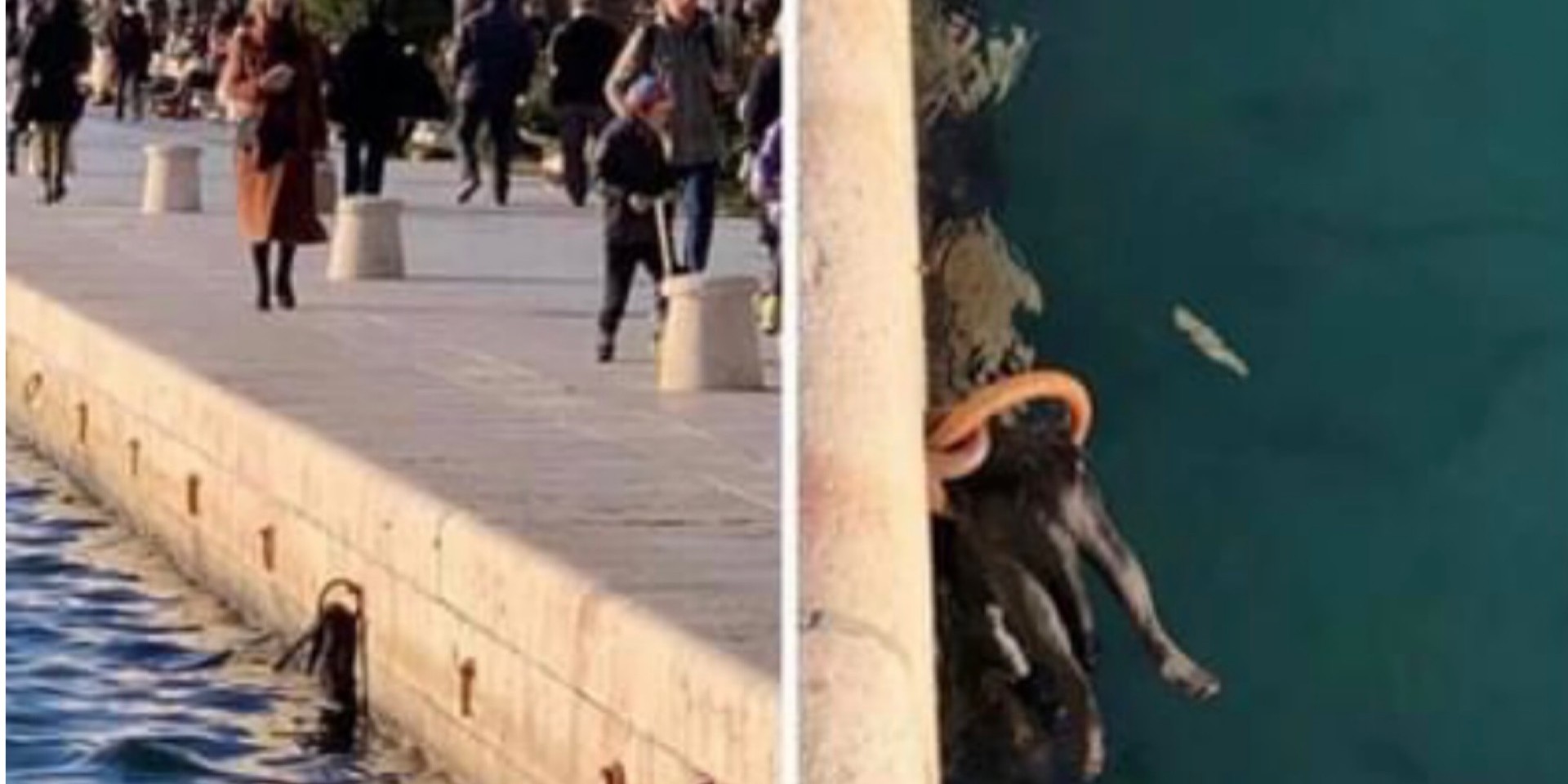 Policija pregledava snimke, na Rivi stradao mačak