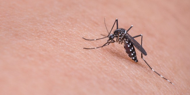 KAKO IH SE RIJEŠITI? Prirodna sredstva za borbu protiv komaraca