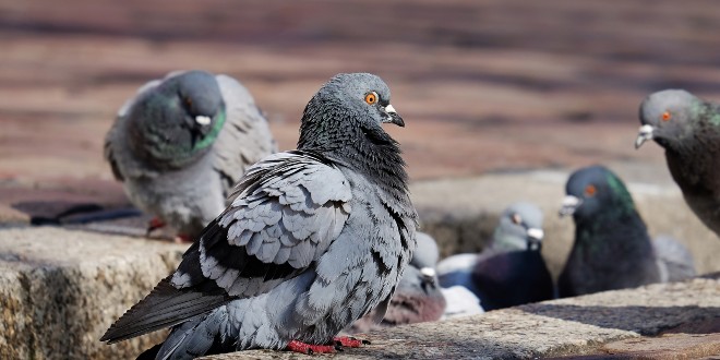 EKO-KONTRACEPCIJA Odlučili su smanjiti broj golubova na ulicama, pa su im dali ptičju verziju pilule protiv začeća