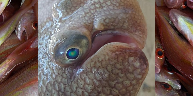 'MONSTRUM' NA PEŠKARIJI Znate li što je švoja?