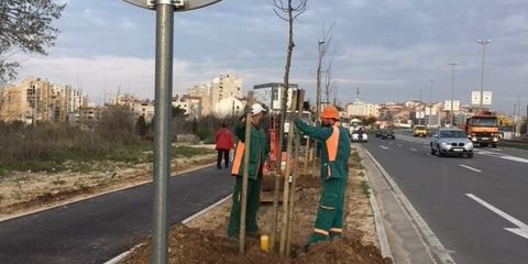 ZADAR Priprema za natječaj sadnje 1702 stabla i 1440 drvenastih grmova za 800 tisuća eura