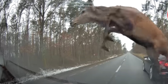 NEVJEROJATNA SNIMKA Vozač BMW-a naletio na krdo jelena