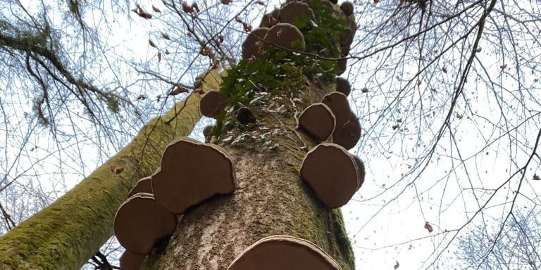 TRAGEDIJA U ŠUMI Radnik poginuo tijekom sječe stabala 