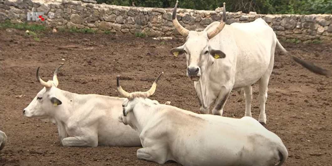 BANKA AUTOHTONIH PASMINA  Čuvat će se geni boškarina, ovaca, magaraca...