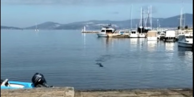 VIDEO Iglan se zaletio za ribom i zabio se u obalu, evo kako je završio