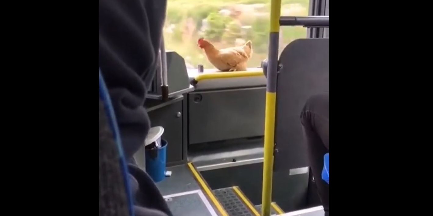 URNEBESNI VIDEO Kokoš se vozi u busu