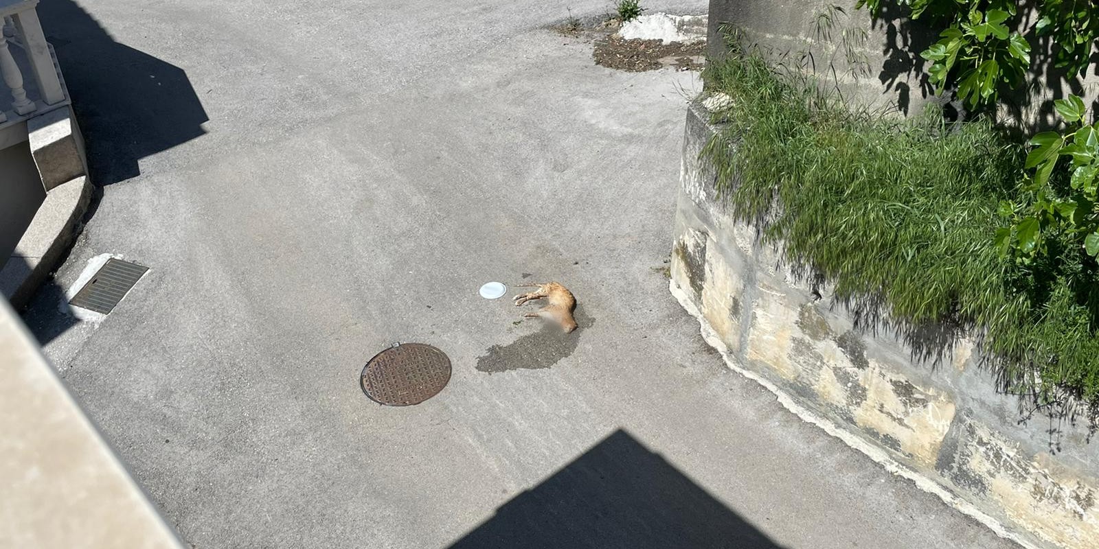 FOTO/VIDEO Potresni prizori sa splitskih ulica: Sve je više zgaženih mačaka, neke su i namjerno ubijene