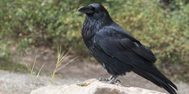 Doznajte zašto vrane napadaju ljude i kako to spriječiti