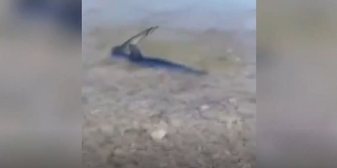 RTL o morskom psu na Korčuli, potkrala im se mala greška
