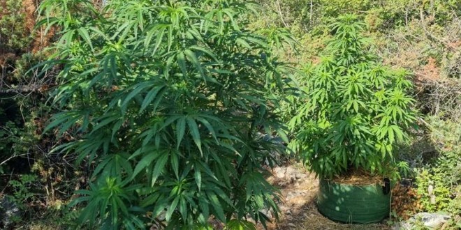 PLANTAŽA U DRNIŠU Policija pronašla stabljike marihuane visoke do 2,5 metra