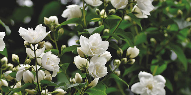 Pet najmirisnijih sobnih biljaka