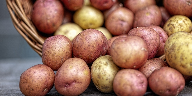 STRUČNJACI ODGOVARAJU Jesu li proklijali krumpiri sigurni za jelo?