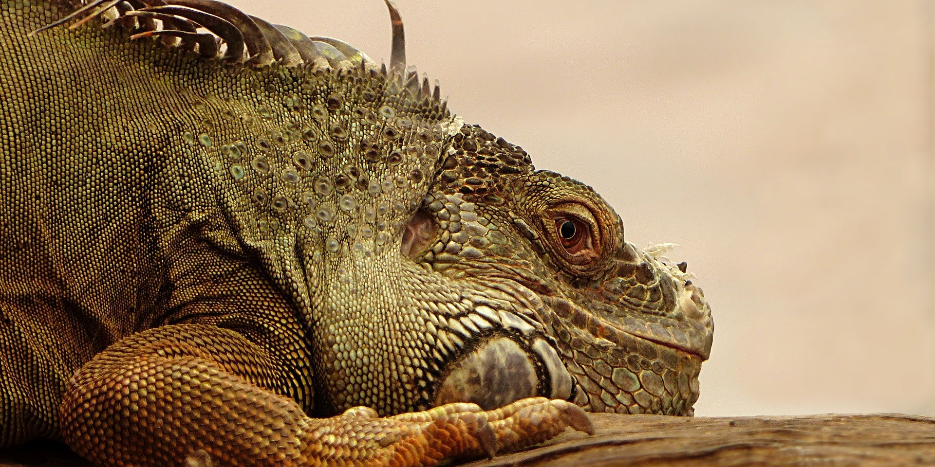 Više od 21 posto vrsta gmazova u opasnosti od izumiranja