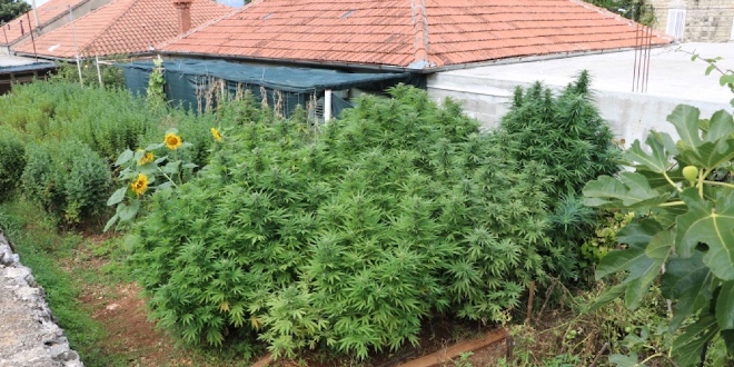 VEĆ SU GA PRIJAVLJIVALI Zasadio plantažu marihuane ispred kuće