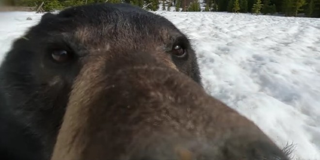 VIDEO Medo u šumi pronašao izgubljenu kameru i snimao se