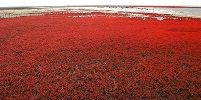 ČUDO PRIRODE Crvenu plažu posjećuju brojni turisti. Nestaje do proljeća