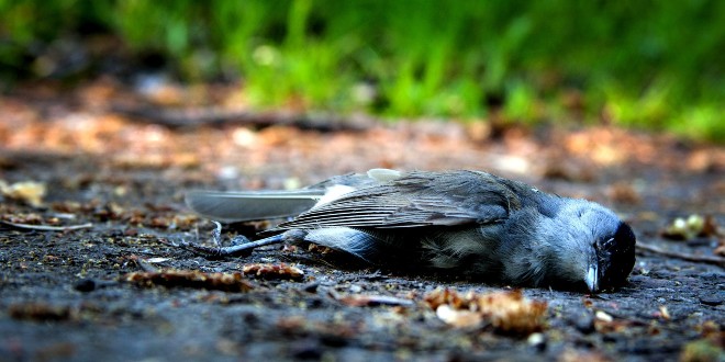 APOKALIPTIČNO Više od 200 ptica mrtvo palo s neba po pločnicima, ulici, automobilima