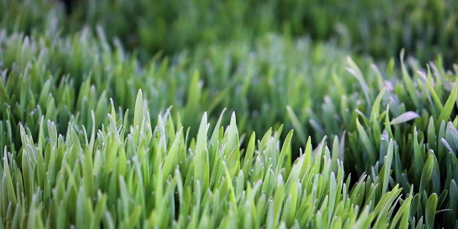 Blagdan je svete Lucije, evo čija je ona zaštitnica